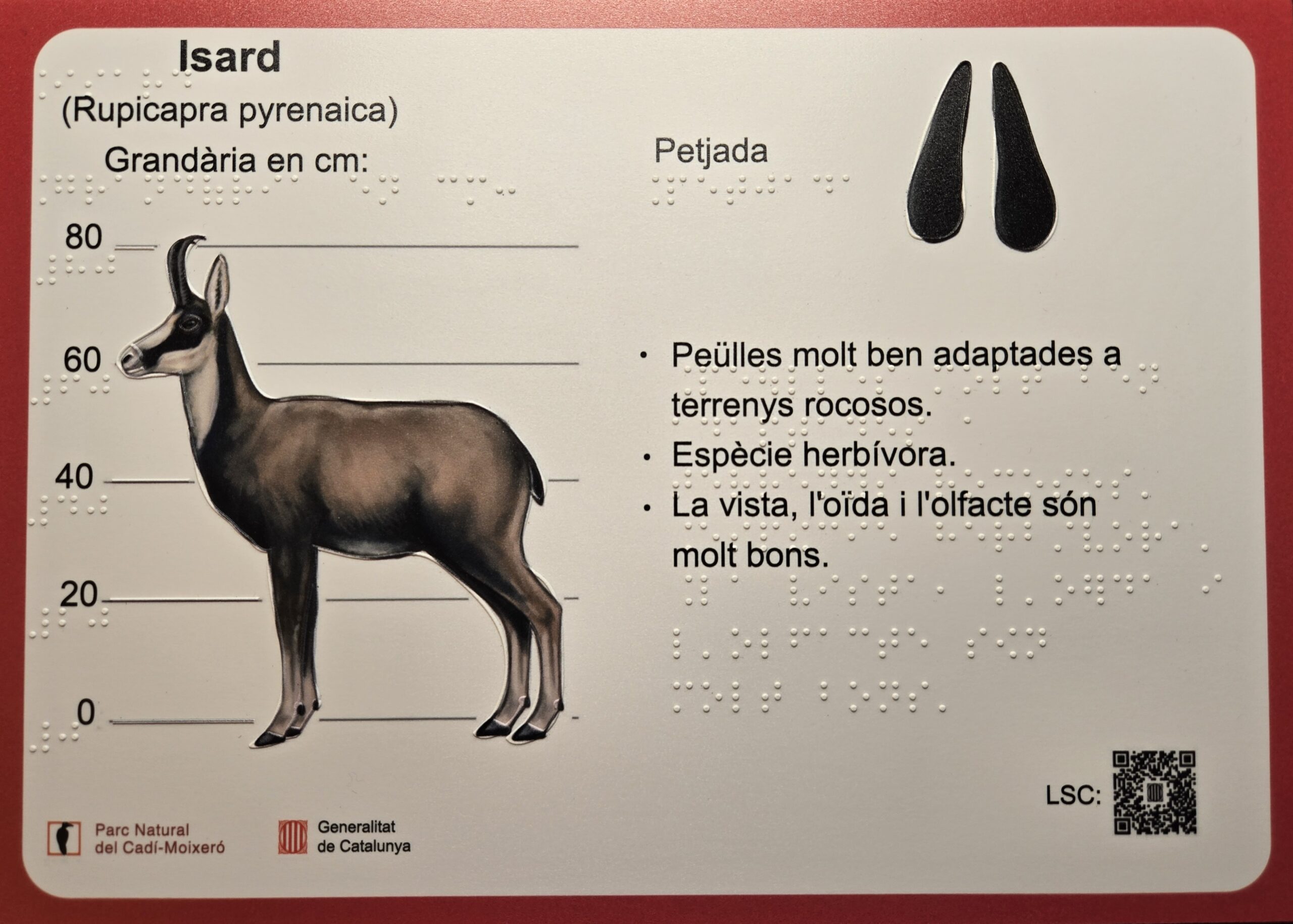 Lamines accessible sobre l’isard amb il·lustració de l’animal amb relleu, informació descriptiva en braille, elements tàctils i codi QR amb contingut en llengua de signes catalana.