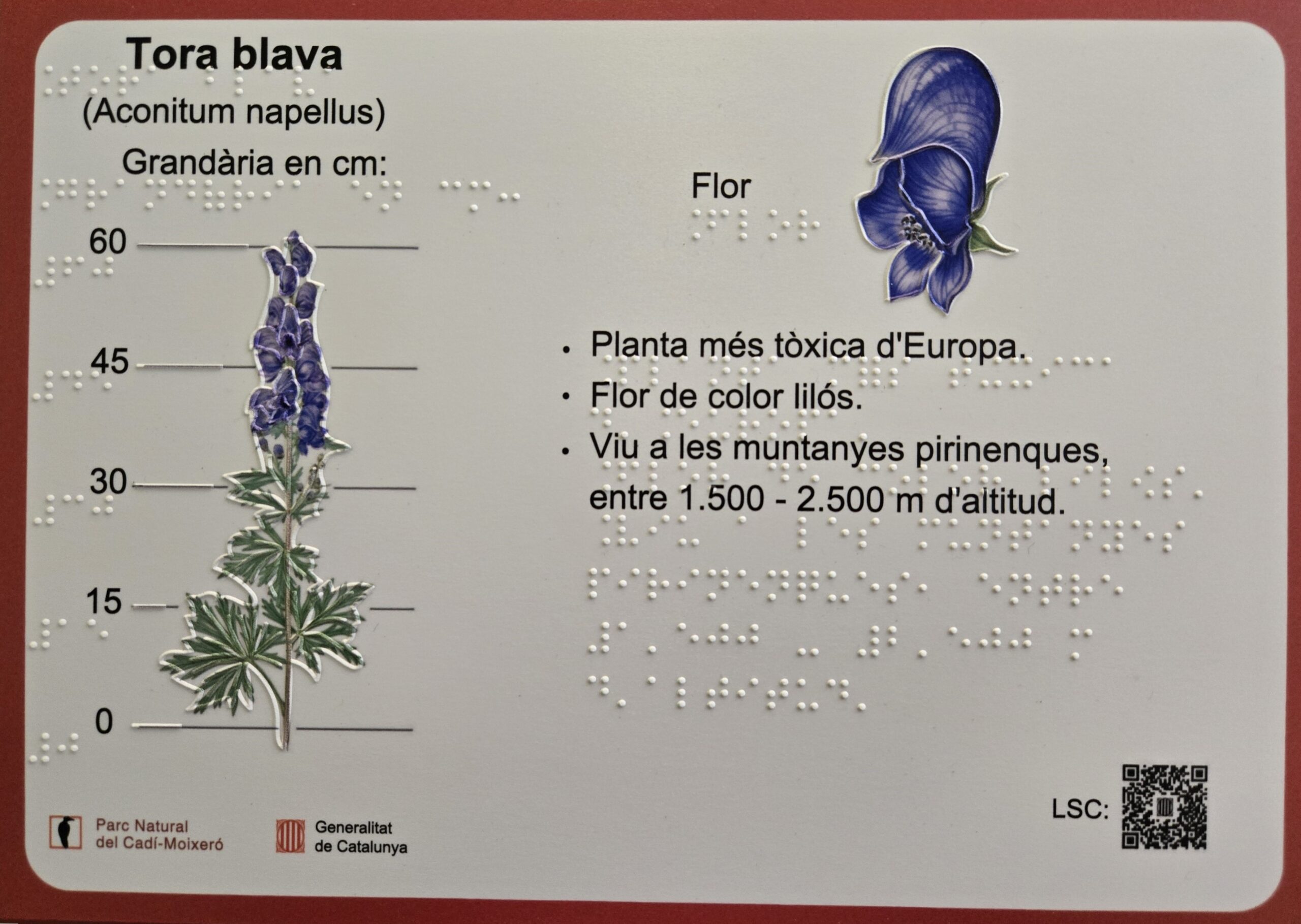 Làmina informativa accessible sobre la Tora blava (Aconitum napellus). Inclou una il·lustració de la planta amb escala de 0 a 60 cm, una imatge tàctil de la flor i la informació: planta més tòxica d'Europa, flor de color lilós, viu a les muntanyes pirinenques entre 1.500 i 2.500 m d'altitud. Text disponible en tinta i braille. Logotips del Parc Natural del Cadí-Moixeró i la Generalitat de Catalunya. Codi QR per a contingut en LSC.
