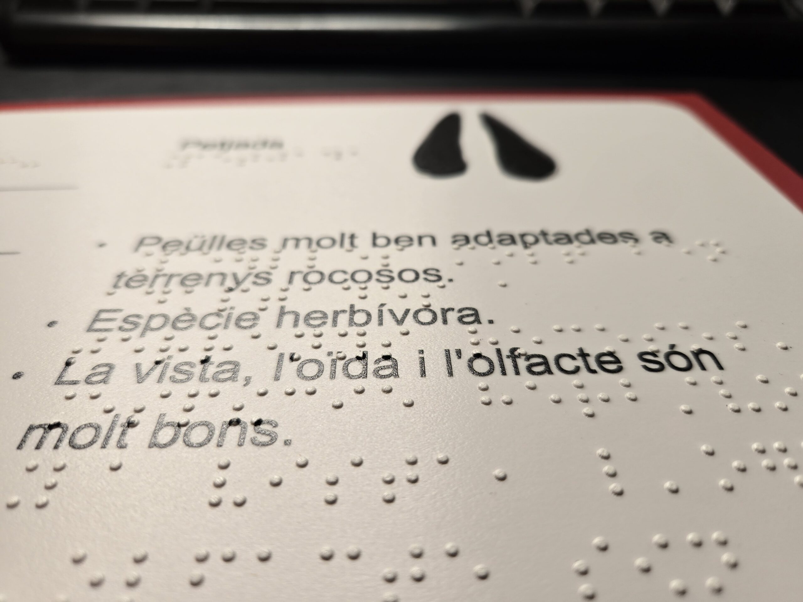 Primer pla de la zona informativa de la làmina de l'Isard. Text en macrocaràcters amb braille en relleu al costat: "Peülles molt ben adaptades a terrenys rocosos. Espècie herbívora. La vista, l'oïda i l'olfacte són molt bons." A la part superior, il·lustració tàctil en relleu de les dues peülles de l'isard, identificades com a "Petjada".